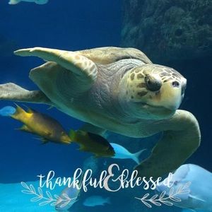 Meet your Posher, Miranda